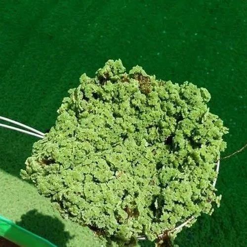 Azolla