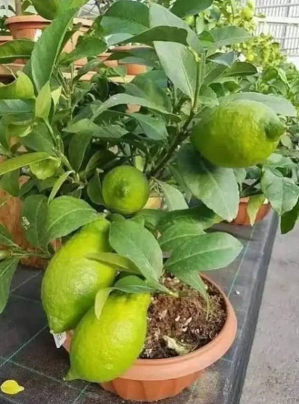 Sweet Lemon Plant