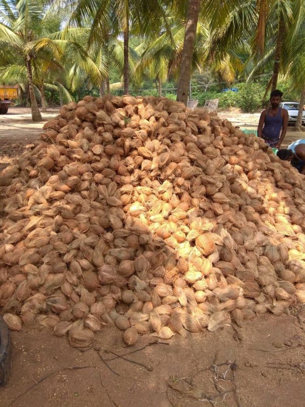 Semi Husked Coconut