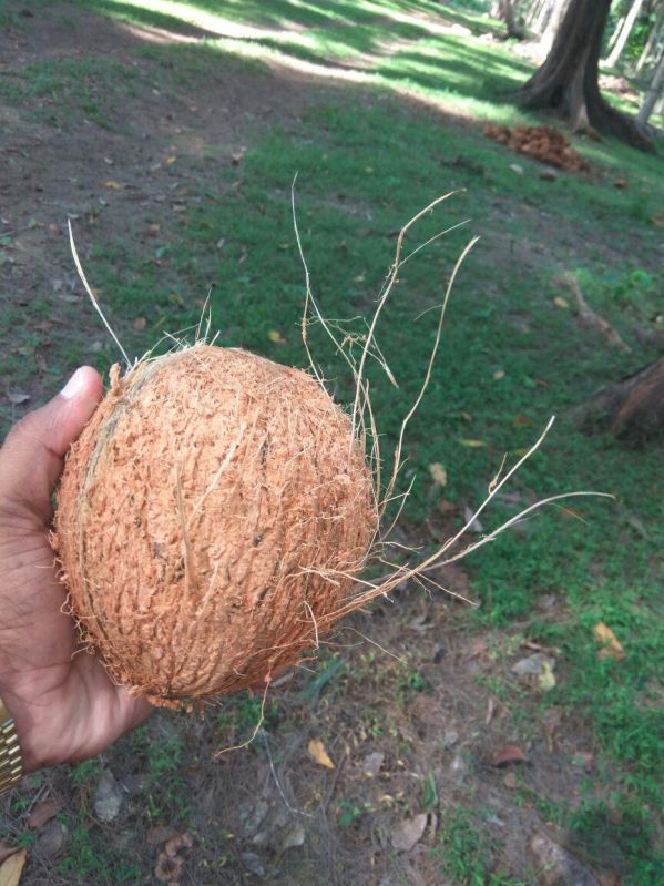 Semi Husked Coconut