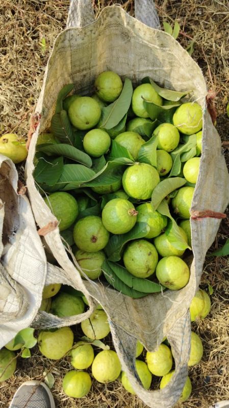 Organic Guava Fruit