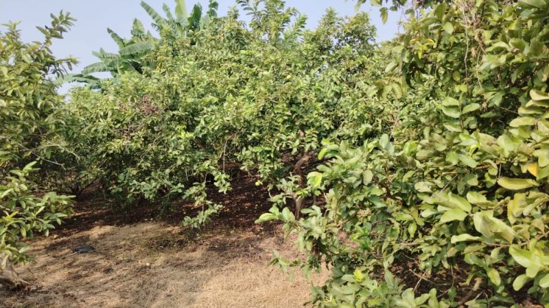 Organic Guava Fruit