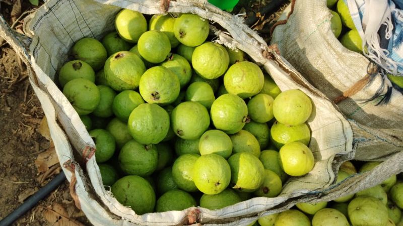 Organic Guava Fruit