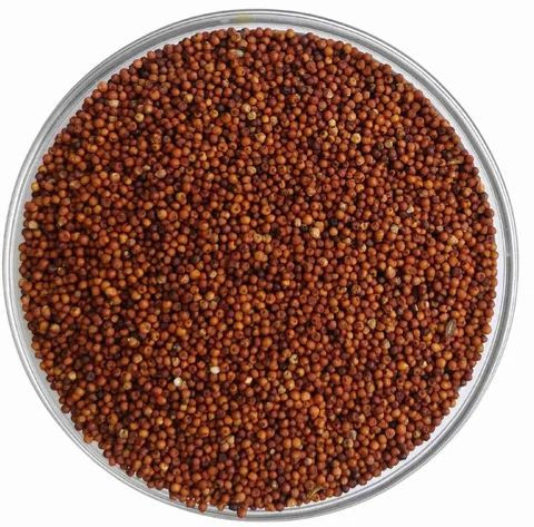 Organic Ragi Seeds