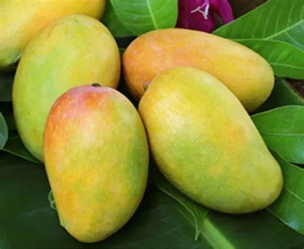 fresh kesar mango