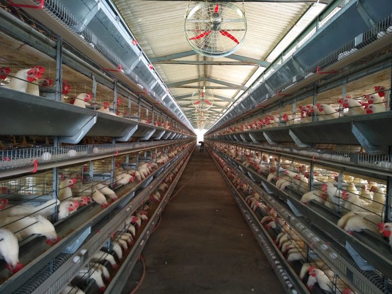 Layer Battery Cages