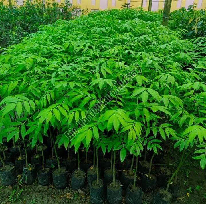 Neem Plant