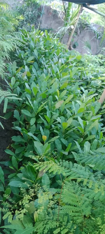 Cashew Nut Plants