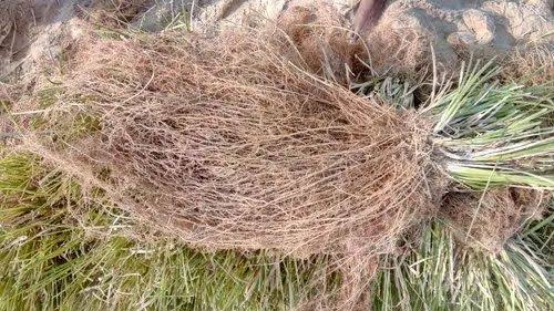 Vetiver Root