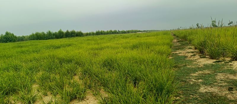 Vetiver Root