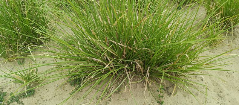 Vetiver Root