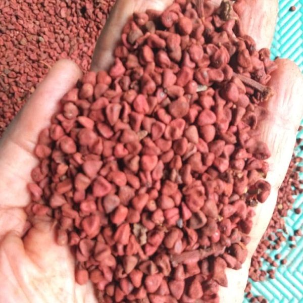 Annatto Seeds