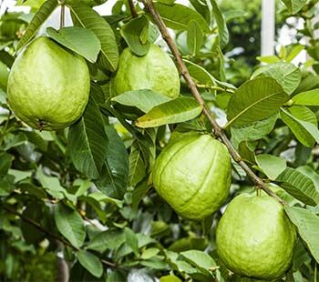 Taiwan Guava