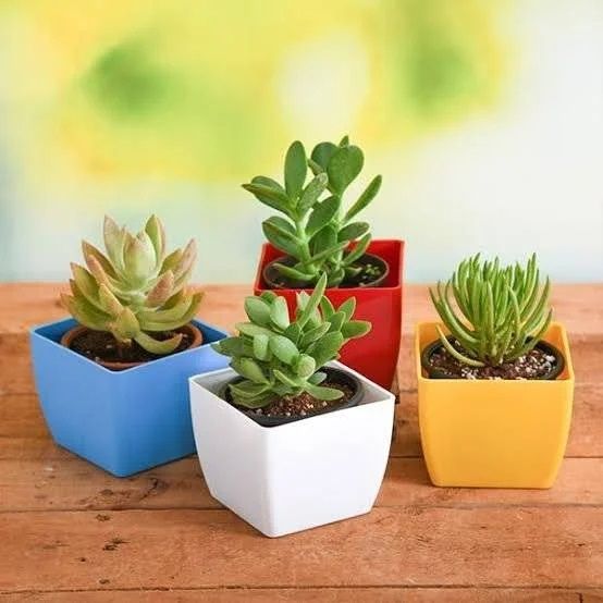 Artificial & Live Succulent Plants