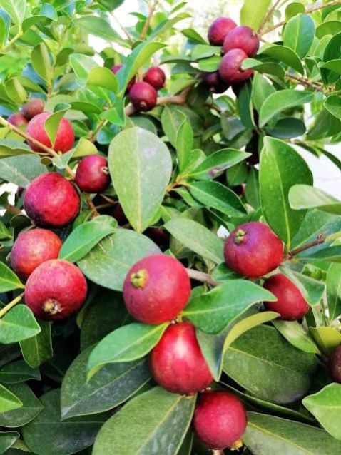 Strawberry Guava Plant