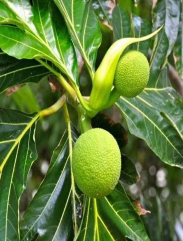 Bread Fruit Plant