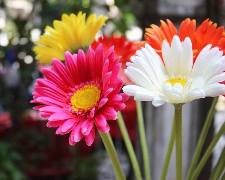 Fresh Daisy Flower