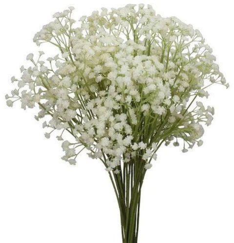 Fresh Gypsophila Flower