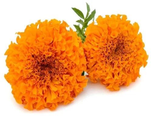 Fresh Marigold Flower