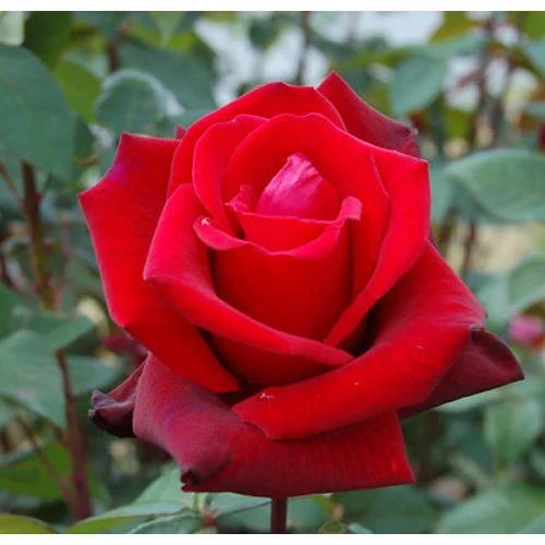 Fresh Red Rose Flower