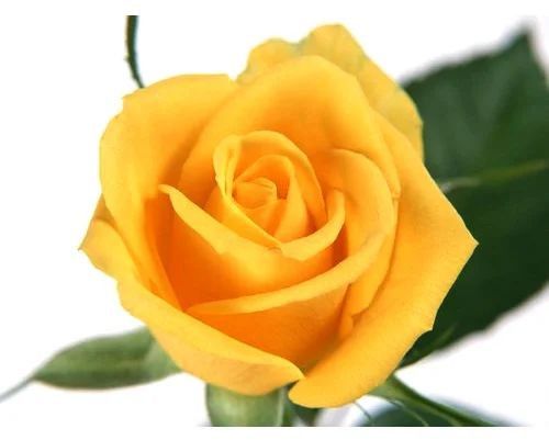 Fresh Yellow Rose Flower