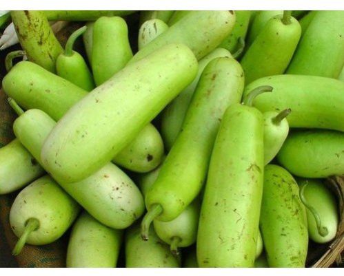 Fresh Bottle Gourd