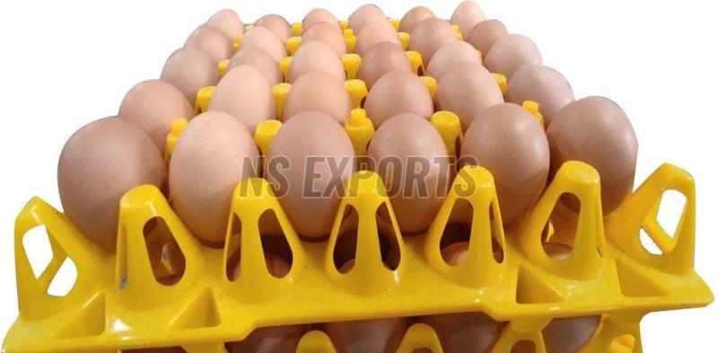 Poultry Eggs