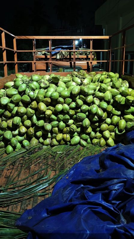 Green Tender Coconut