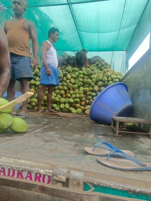 Green Tender Coconut