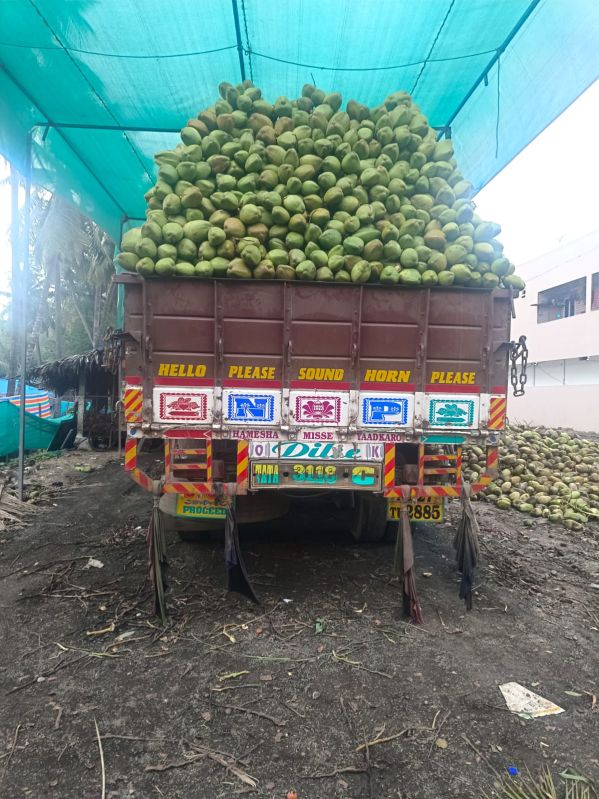 Green Tender Coconut