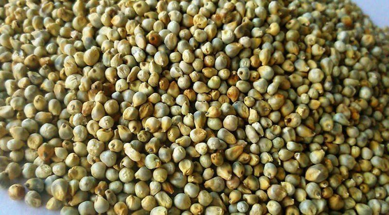 Green Millet For Human Consumption