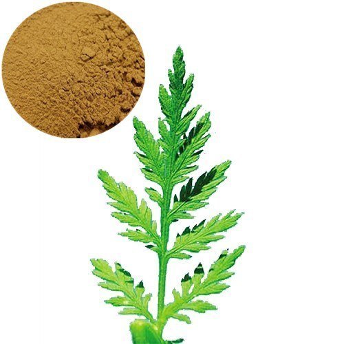 Brown Artemisia Leaf Extract Powder