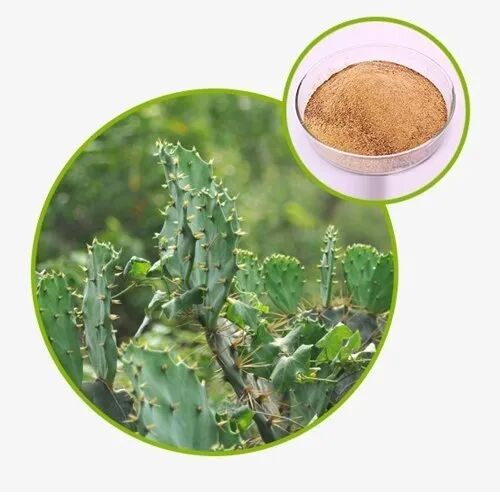 Hoodia Gordonii Extract, Color : Brown