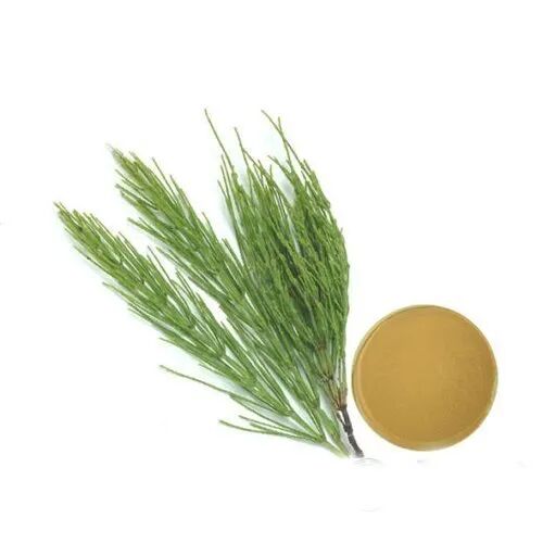 Brown Shree Sai Biotech Horsetail Leaf Extract Powder