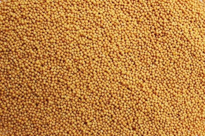Solid Small Yellow Mustard seeds, for Spices, Cooking flaouvring, Packaging Type : Plastic Packet