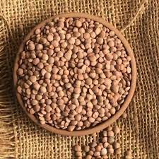 Brown Lentil Seeds