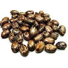 Common Castor Seeds, Style : Dried