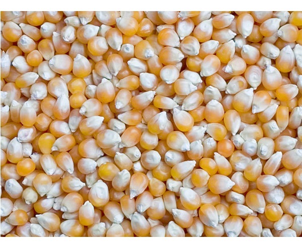 Shiny-white Corn, For Nutraceutical, Purity : 99%