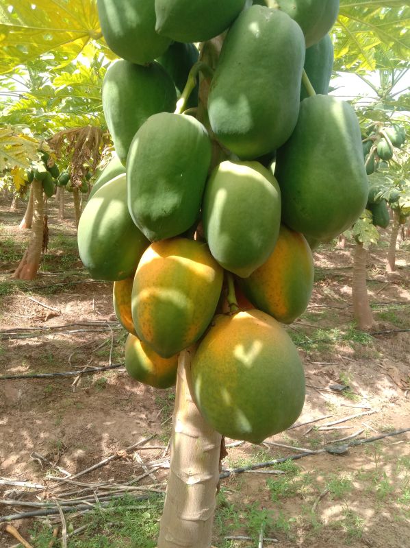 Papaya seed, for Fruits, Style : One