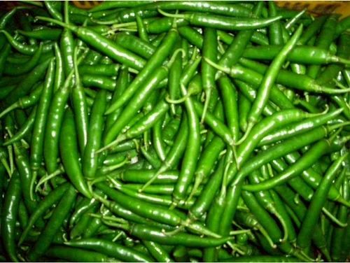 Fresh Green Chilli, for Cooking, Quality Available : A Grade