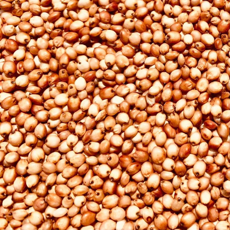 Organic Red Sorghum Seeds, for Cooking, Packaging Type : PP Bag