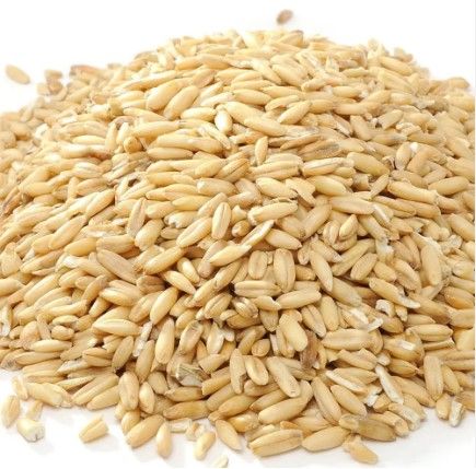 Barley