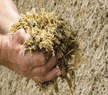 Corn Silage