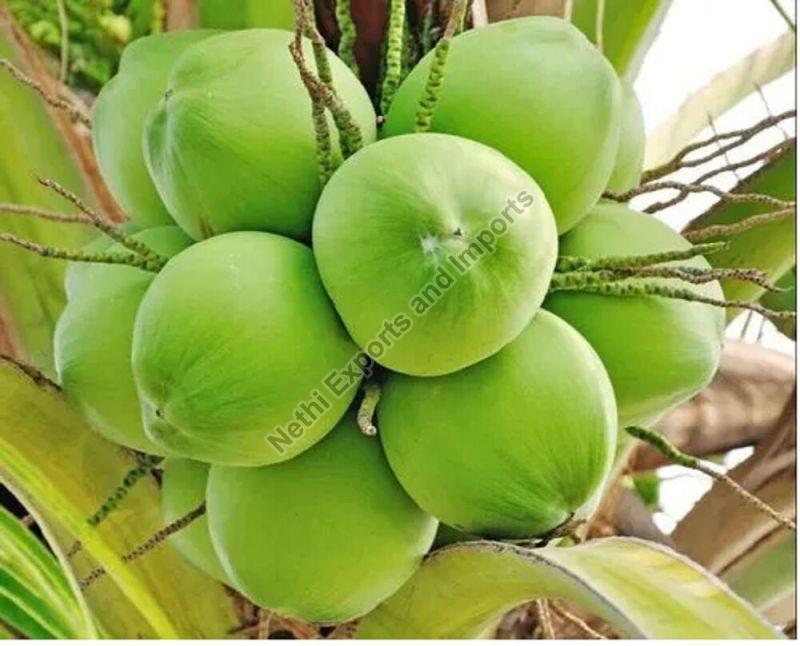 Green Natural Tender Coconut, for Human Consumption, Packaging Type : Gunny Bags