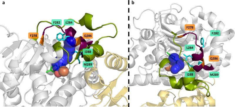 Active Site Engineering