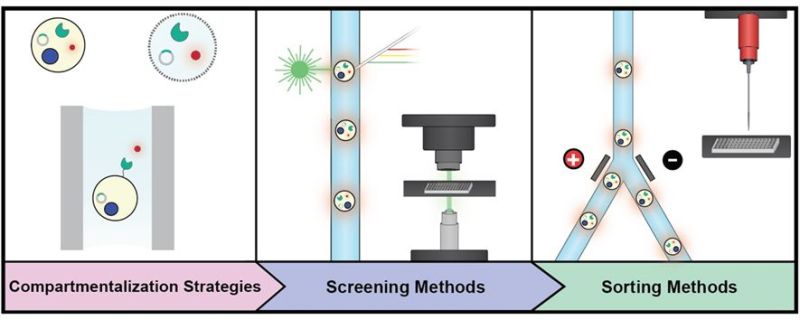 Automated Enzyme Screening Platforms
