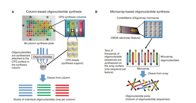 chip based dna synthesis service
