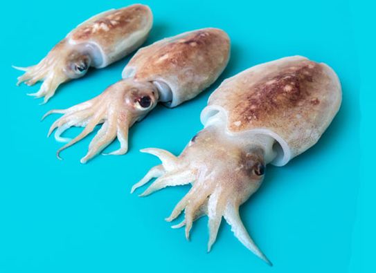 Frozen Cuttlefish, for Human Consumption, Packaging Type : Poly Bag Cartons