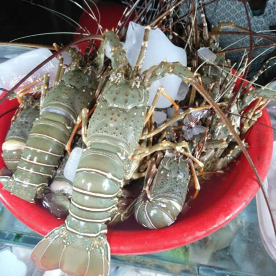 Frozen Lobster, for Human Consumption, Packaging Type : Poly Bag Cartons