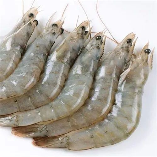 Frozen Vannamei Prawns, Packaging Type : Poly Bag Cartons